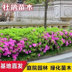 毛杜鹃夏娟毛鹃花苗工程绿化苗木毛娟小苗花庭院花坛开花植物树苗