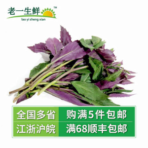 【老一生鲜】 新鲜蔬菜新鲜观音菜 1500g 红军菜 红背菜