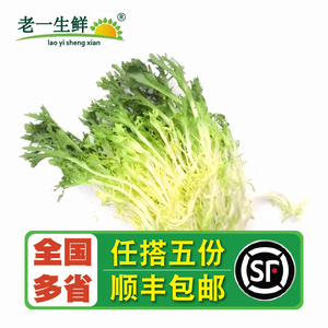 【老一生鲜】新鲜黄心苦叶苦菊生菜狗牙生菜九芽沙拉蔬菜500g