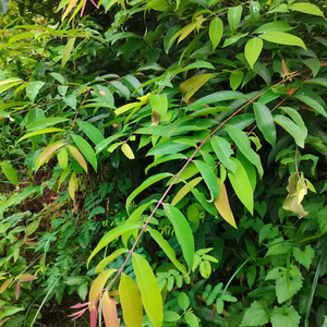 新鲜黄牛树根黄牛茶雀笼木黄芽木九芽木鹧鸪木雀笼木梅低优草药