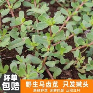 新鲜野生马齿苋现挖现纯天然红梗马蜂菜马齿长寿菜食用中药材野菜