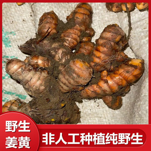 野生姜黄新鲜小黄姜红姜药用黄姜月子姜咖喱香料染色姜糯米饭包邮