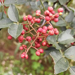 山西太行山平顺特产大红袍花椒500g,今年新货(纯天然)