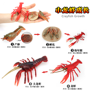 仿真科教小龙虾成长海洋动物模型玩具青蛙蝌蚪海龟儿童益智礼物