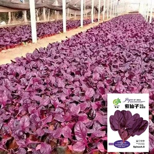 紫衣仙子紫菠菜种子甜菜四季播高产抗病耐寒耐热晚抽苔特色蔬菜籽
