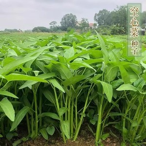 三叉菜空心菜种子四季菜种柳叶竹叶空心菜种孑菜种籽家庭大田盆栽