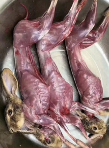 光脚踩出兔子内脏图片
