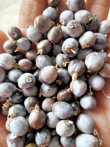 00山间谷草旗舰店天猫山间谷草 薏苡根 筛选薏米根 薏苡仁根薏米仁