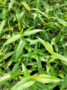 新鲜现采鸭跖草 痰火草 饭包草火柴头中草药竹节菜翠蝴蝶500克/份