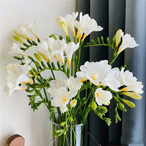 小仓兰香雪兰鲜花紫色室内水养瓶插装饰餐桌香味浓郁云南基地直发