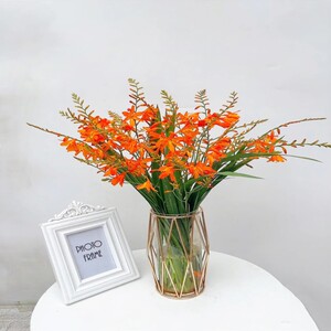 火焰兰鲜切花十支稀有小众花材金黄色好养护室内水养瓶插云南鲜花