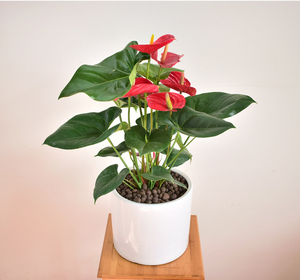 四季开花绿植红掌白掌粉掌鸿运当头办公室客厅室内耐阴好养小盆栽