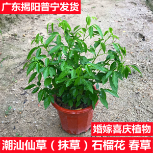 潮汕红花仙草胶己人喜事花草庭院阳台绿植