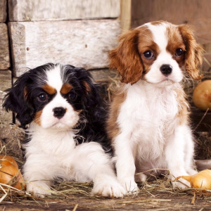 宠爱天下官方旗舰店天猫宠爱天下 查理王小猎犬幼犬