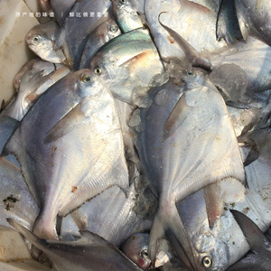 新鲜白鲳鱼一斤5-6条小鲳鱼平鱼扁鲳鱼纯海洋10元半斤银鲳鱼