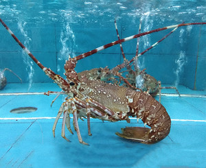 新鲜进口南非玫瑰龙虾 鲜活刺身海虾莫桑比克龙 生猛海鲜大活虾