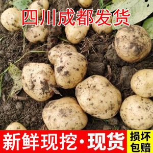 四川成都本地老式土豆新鲜春洋芋现挖发货马铃薯土豆新鲜蔬菜黄皮