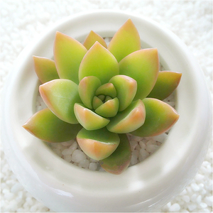 多肉植物【黄丽】进口迷你多肉 多肉盆栽 净化空气 高档多肉