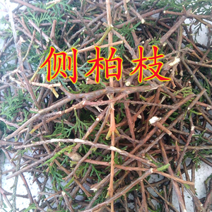 新腊肉的树