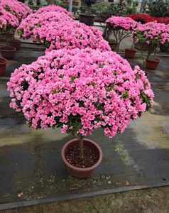 韵沃春桥专卖店天猫东洋杜鹃花盆栽腊皮蜡皮杜鹃日本春鹃久留米皋月