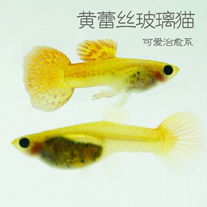 黄蕾丝玻璃猫孔雀鱼活体蕾丝孔雀鱼黄蕾丝孔雀鱼透明玻璃体孔雀鱼