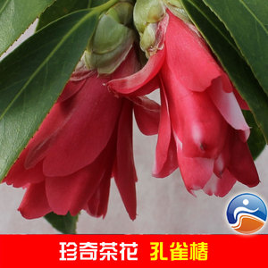 孔雀椿茶花树苗 玉孔雀椿茶花苗 盆栽地栽精品茶花 奇花奇叶共赏
