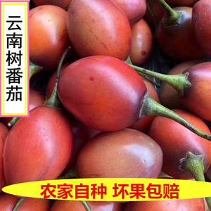 云南大树番茄洋酸茄树番茄鸡蛋果木本番茄树酸汤果缅茄特色蘸水
