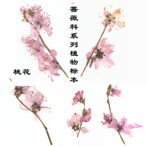 叶未央手工坊蔷薇科诗经植物周南桃夭桃花经典中国风认知新款促销