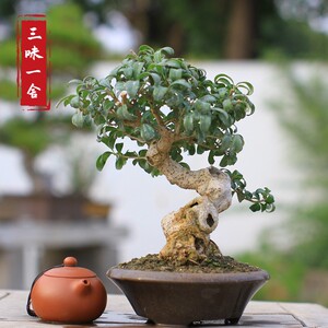 实拍小叶冬青盆景新款造型女贞小品盆栽阳台花卉绿植老桩常绿直销