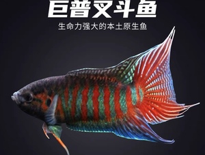中国斗鱼活鱼冷水小型观赏鱼巨普好养耐活不打氧金鱼菩萨花手巾鱼