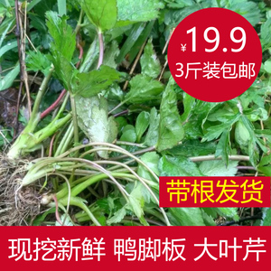 大叶芹芹菜特产野生新鲜野菜鸭脚鸭儿芹鸭脚板鹅脚板鸭儿脚