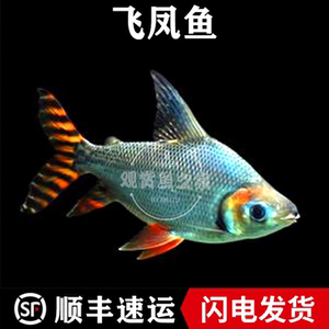 001人付款淘宝飞凤鱼美鱼直纹飞凤花纹飞凤龙鱼配鱼