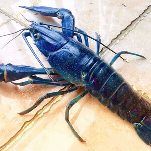 00whxt110淘宝澳龙苗 澳洲淡水龙虾虾苗 小青龙 公分苗 红鳌鳌虾 小