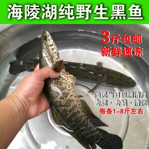 海陵湖淡水天然新鲜黑鱼乌鱼财鱼蛇头鱼生鱼乌棒鲜活现杀500g