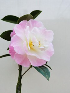 马可波罗贸易淘宝普陀紫光茶花稀有云杂品种牡丹大花阳台盆栽吸甲醛