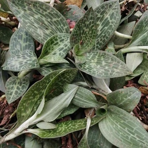 【中草药肺心草】中草药肺心草品牌,价格 - 阿里巴巴