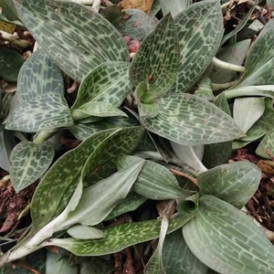 deng250789089淘宝小肺心草新鲜 小肺筋草 小肺经草四川 中草药材