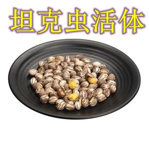 杨拉罐洋辣子罐蛋活包邮幼虫高蛋白粮食野生鱼饵鸟仓鼠零食坦克