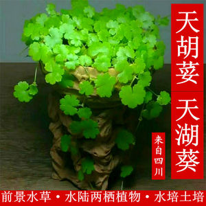 天胡荽盆栽天胡荽盆栽水培土培植物天湖葵吸水石水陆缸鱼缸造景前