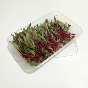 新鲜红甜菜苗