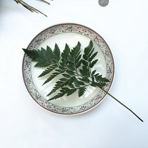 新鲜杨子叶羊齿叶芒叶 高山羊齿叶西餐糕点摆盘装饰花草点缀 10片