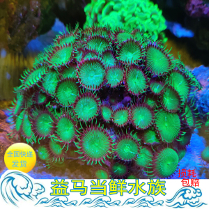 绿色大眼纽扣 荧光绿水螅 珊瑚海水鱼活体珊瑚幻彩纽扣 顺丰包活