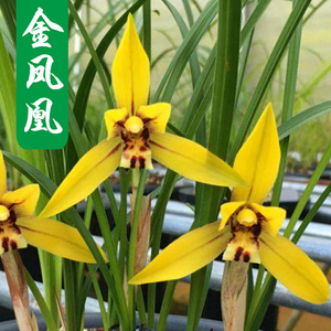 金凤凰兰花