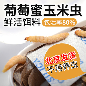 葡萄蜜虫小号