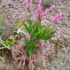 云南新鲜盘龙参 中药材绶草龙抱柱镰刀草海珠草 纯天然中草药