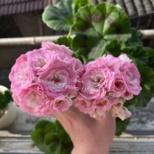 天竺葵 格蕾丝公主 直立重瓣 多季节开花 阳台美化