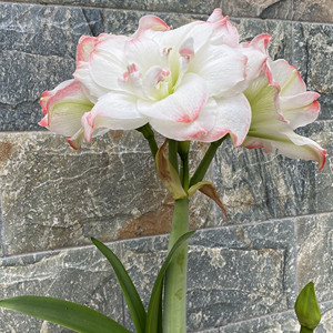 荷兰朱顶红进口重瓣种球特大种球阿弗雷精灵舞后多年生水彩画小侧