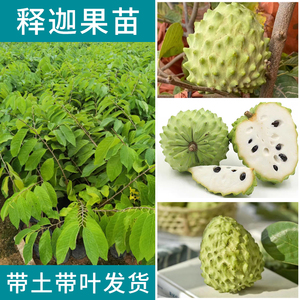 台湾营养红皮释迦 嫁接新品种水果树苗南方种植盆栽地栽带土常绿