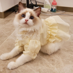 布偶猫的衣服薄款