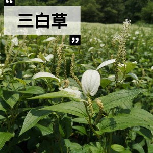 2021年新货三白草中药材天性草三百草塘边藕白花莲500g包邮